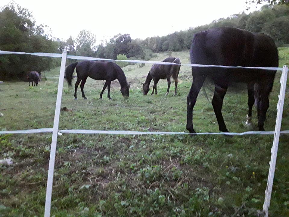 rockymountainhorses 