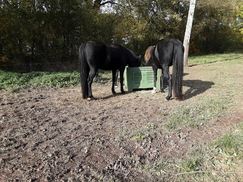 rockymountainhorses friedmannsdorf
