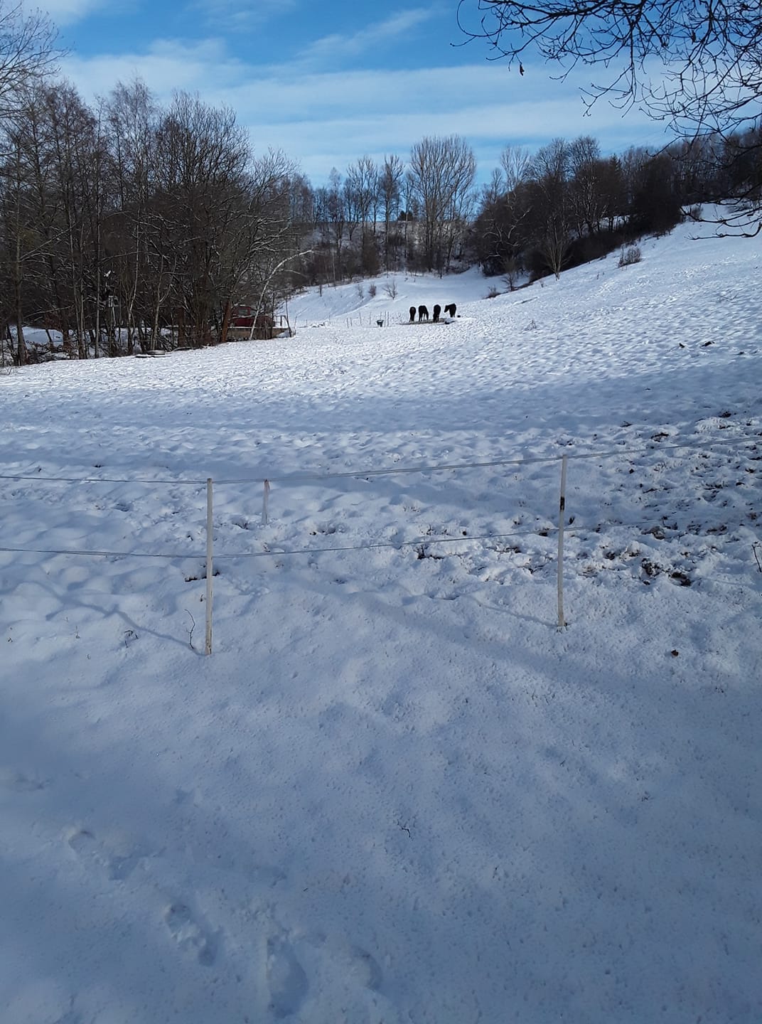 rockymountainhorses friedmannsdorf winter january 2021
